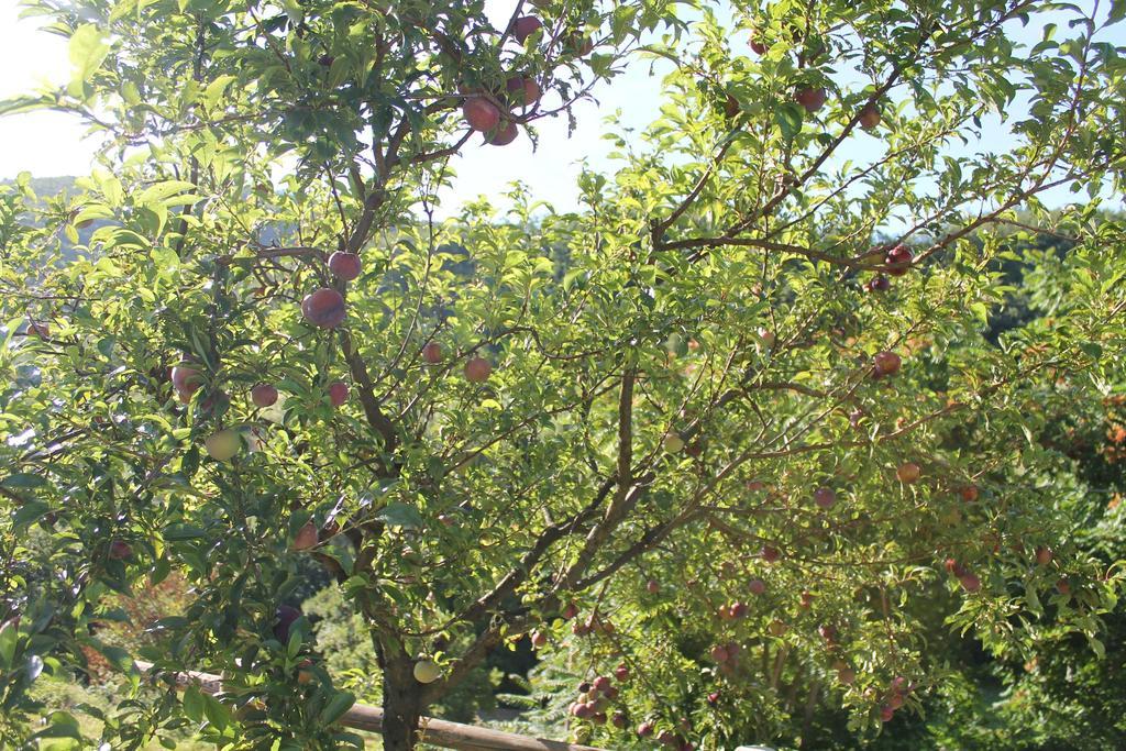 B&B Il Poggetto Serra SantʼAbbondio Extérieur photo